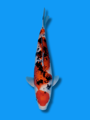 Maruten Sanke  | Koi&Co.